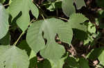 Paper mulberry